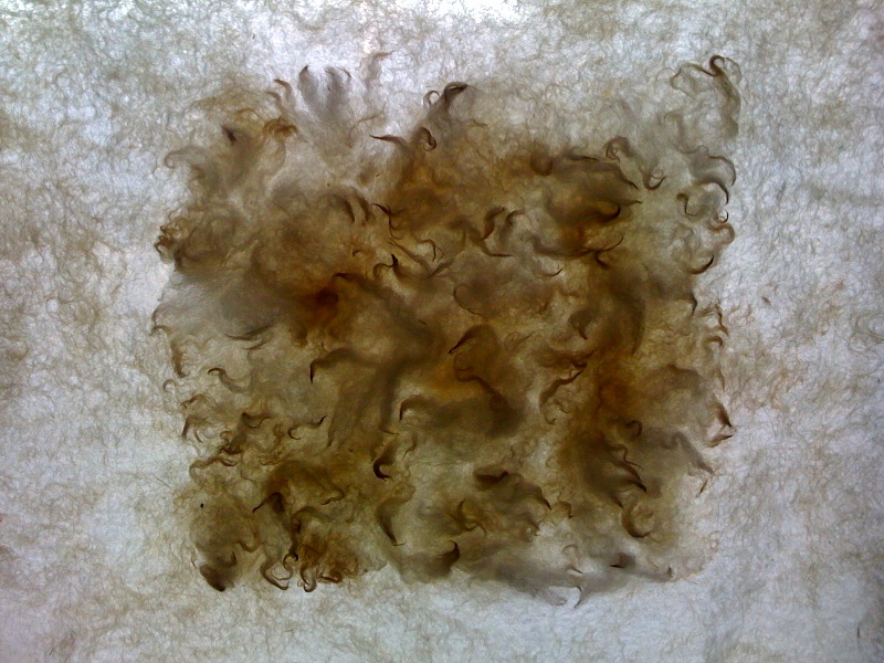 transparency (photographed on a window