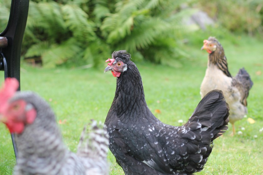 left, Plymouth Rock, middle and right Icelandic hens