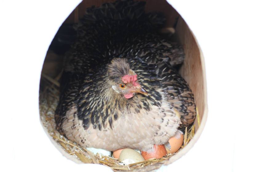 look closely, one of the chicks is hiding in her feathers